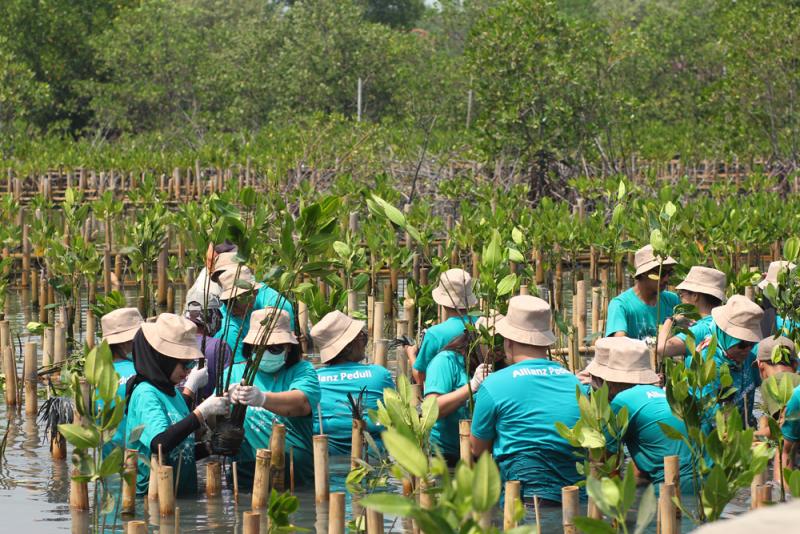 Allianz Indonesia Lakukan Penanaman 3.000 Mangrove dan Berpartisipasi dalam Gerakan World Cleanup Day 2019